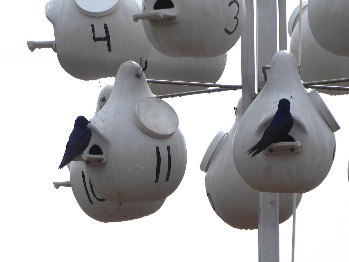 Purple Martin - ML635235811
