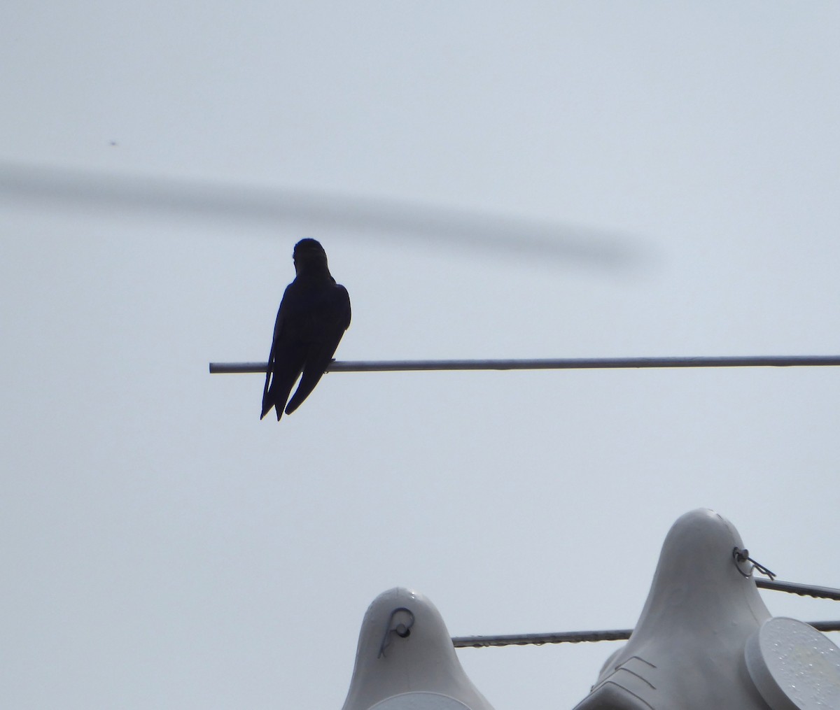 Purple Martin - ML635235812