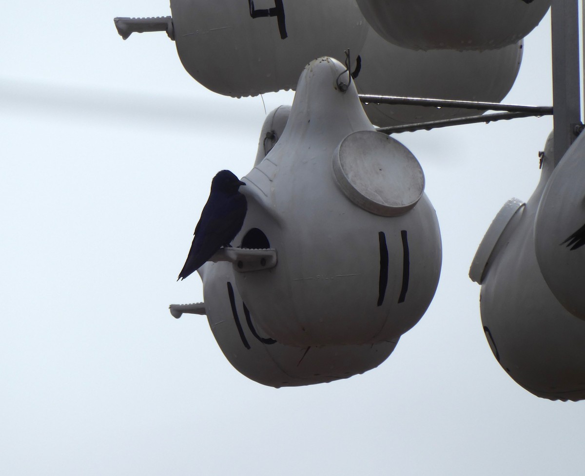 Purple Martin - ML635235813