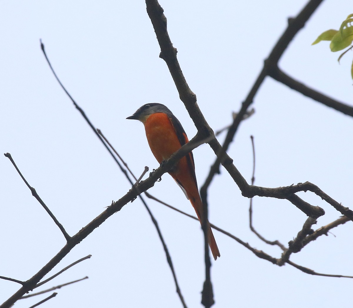 Gray-chinned Minivet - ML635235918