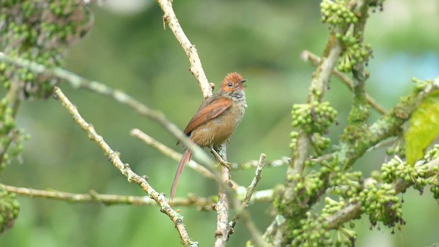 Red-faced Spinetail - ML635235933