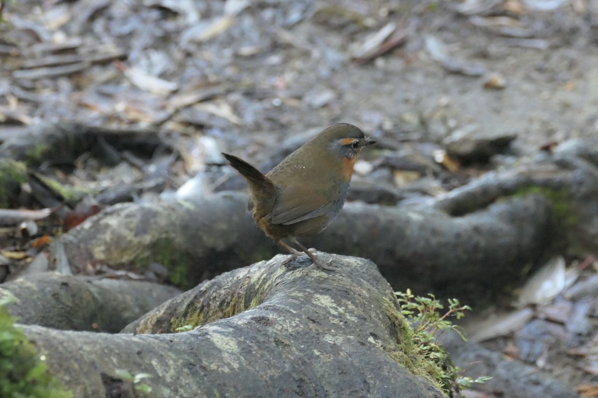 Chucao Tapaculo - ML635235997