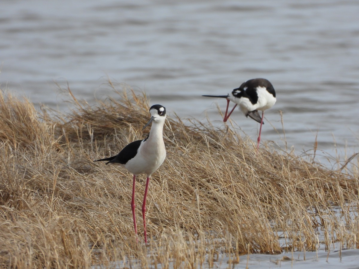 Black-necked Stilt - ML635236007
