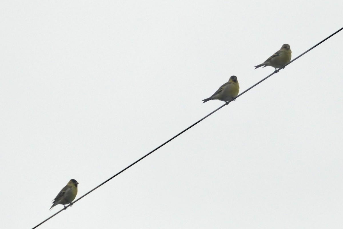 Black-chinned Siskin - ML635236111