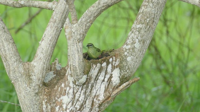 Red-legged Honeycreeper - ML635236220