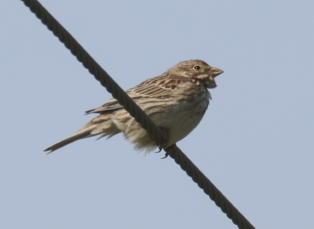 Corn Bunting - ML635236330