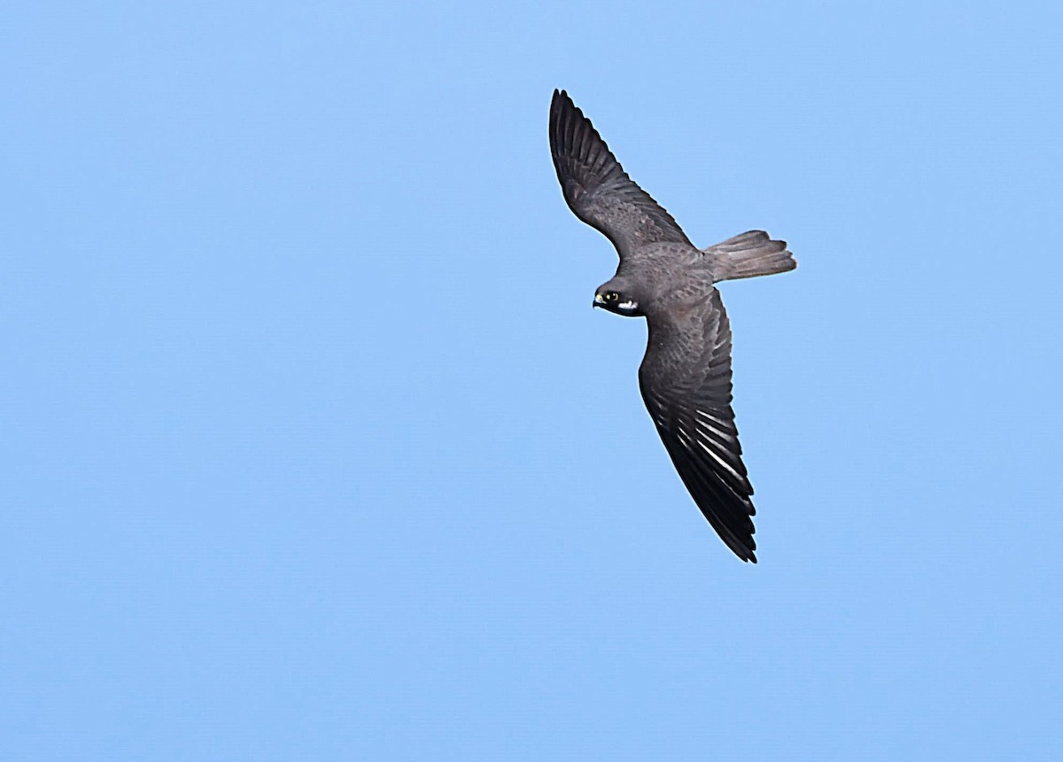 Eleonora's Falcon - ML635236331