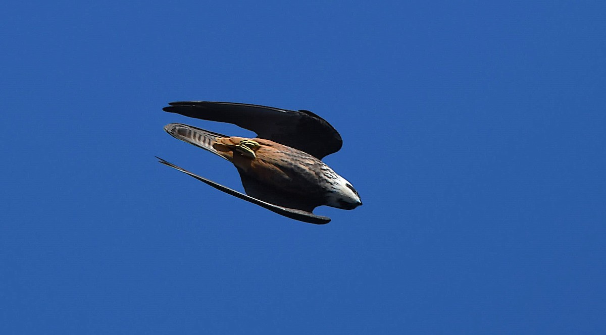 Eleonora's Falcon - ML635236377
