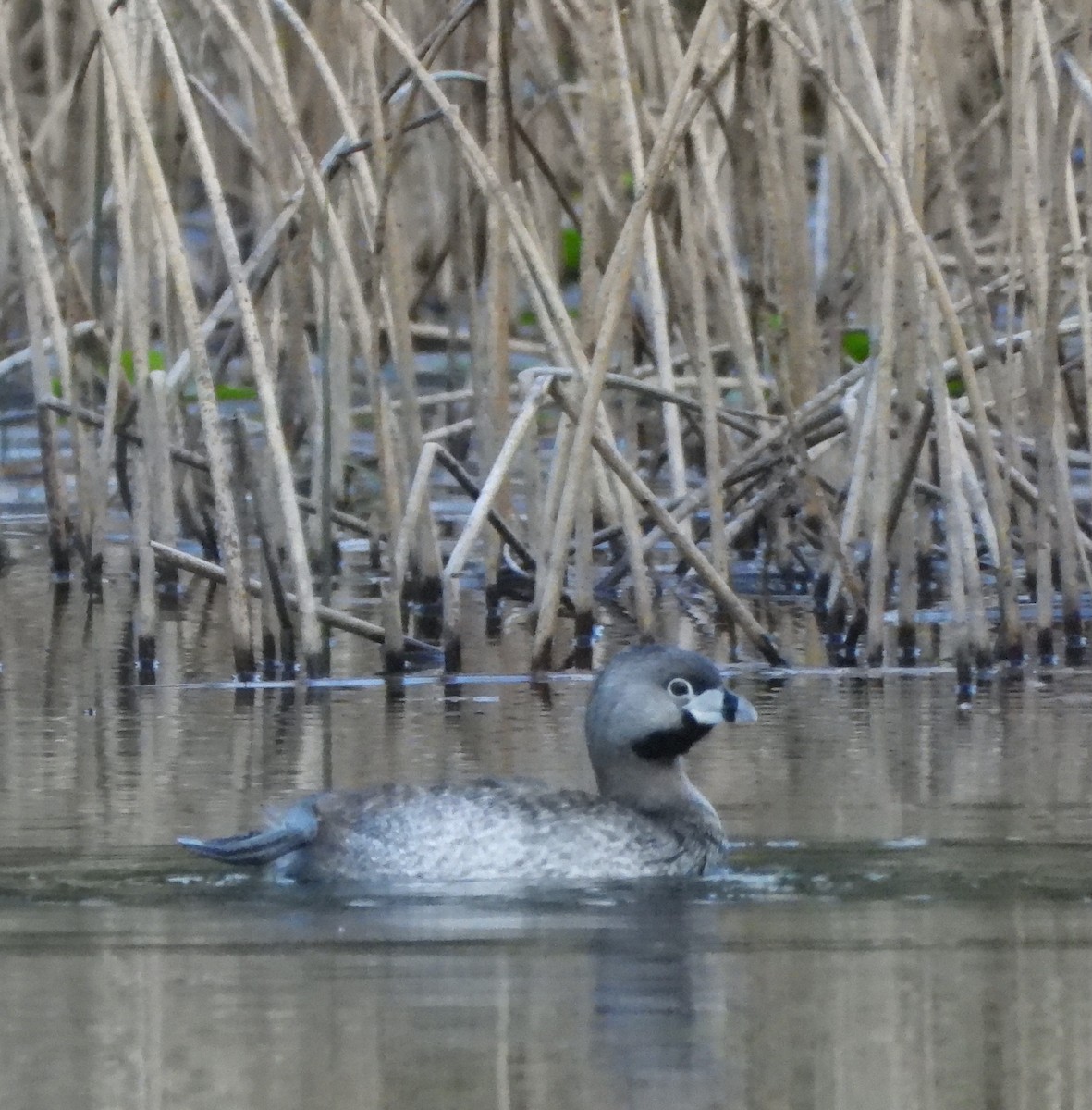 Pied-billed Grebe - ML635236395