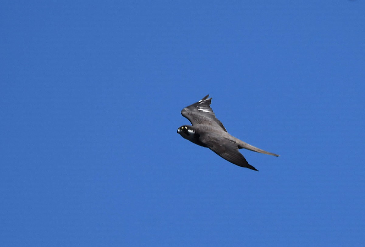 Eleonora's Falcon - ML635236408