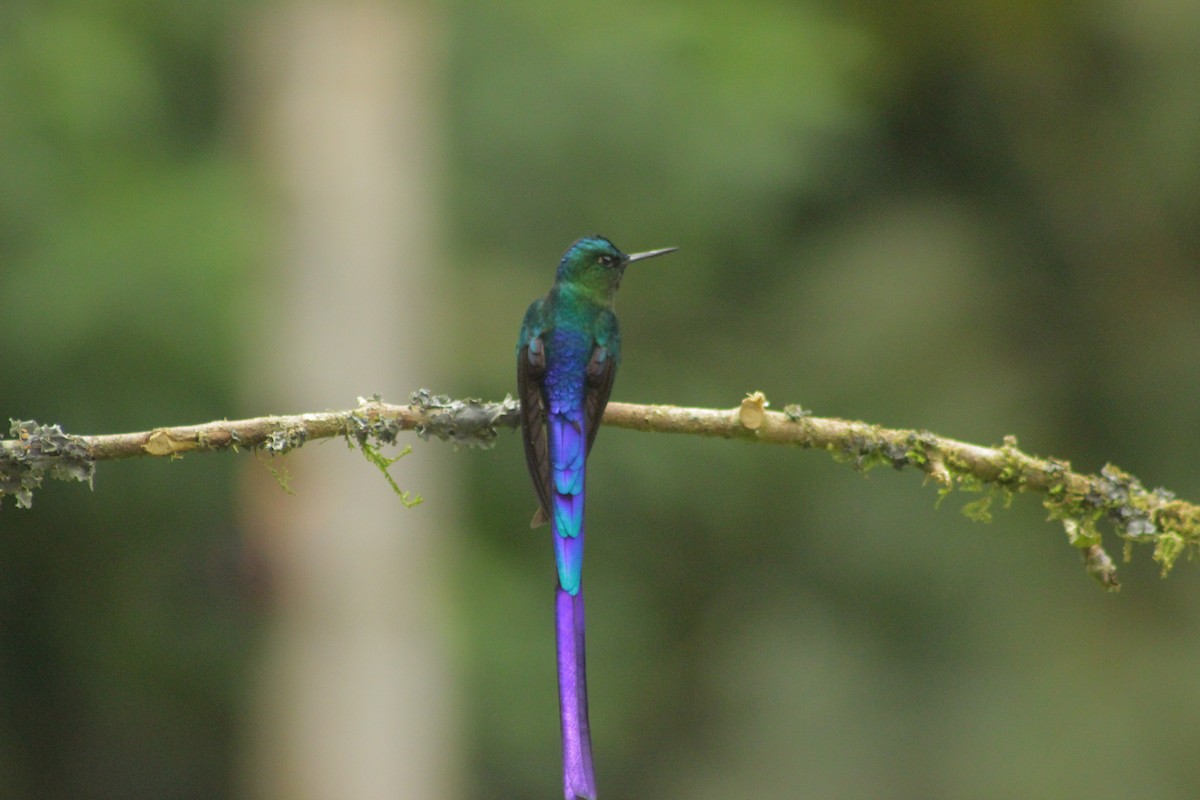 Violet-tailed Sylph - ML635236491