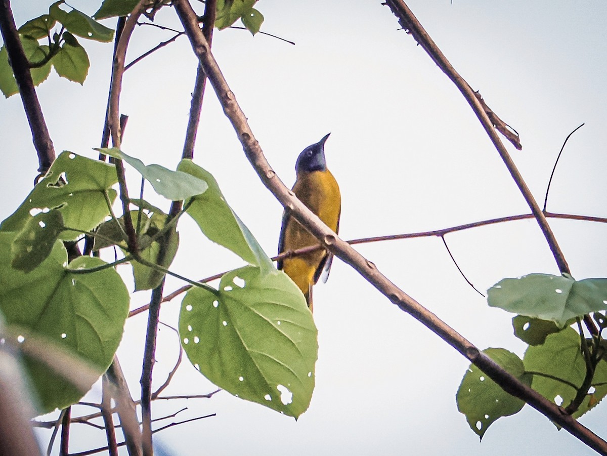 Black-headed Bulbul - ML635236570