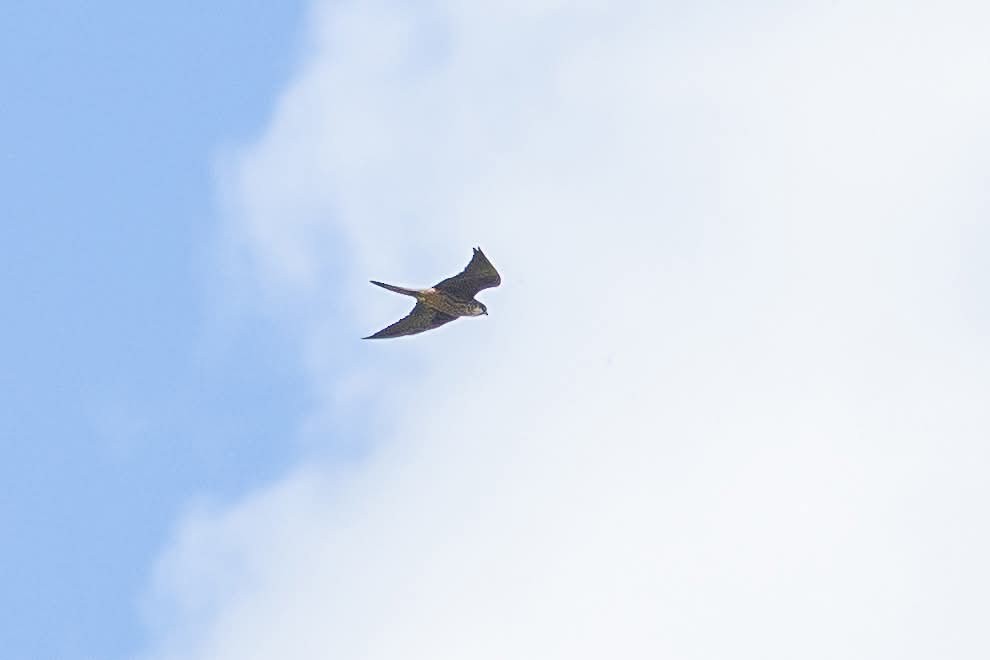 Eleonora's Falcon - ML635236666