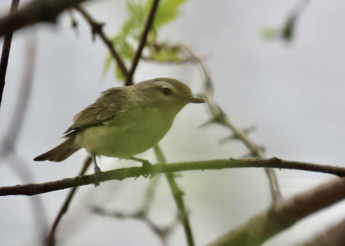 Eastern Warbling Vireo - ML635236765
