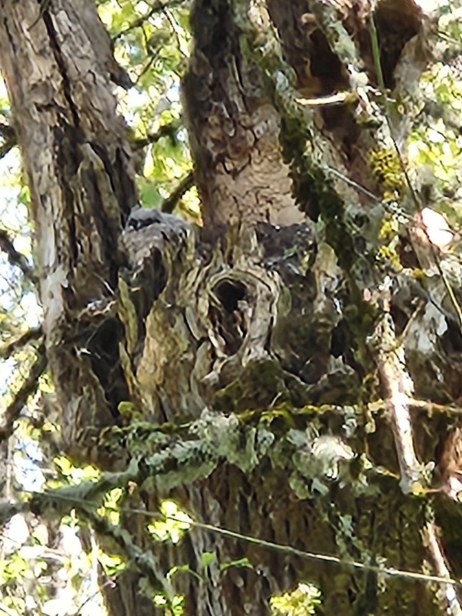 Great Horned Owl - ML635236771