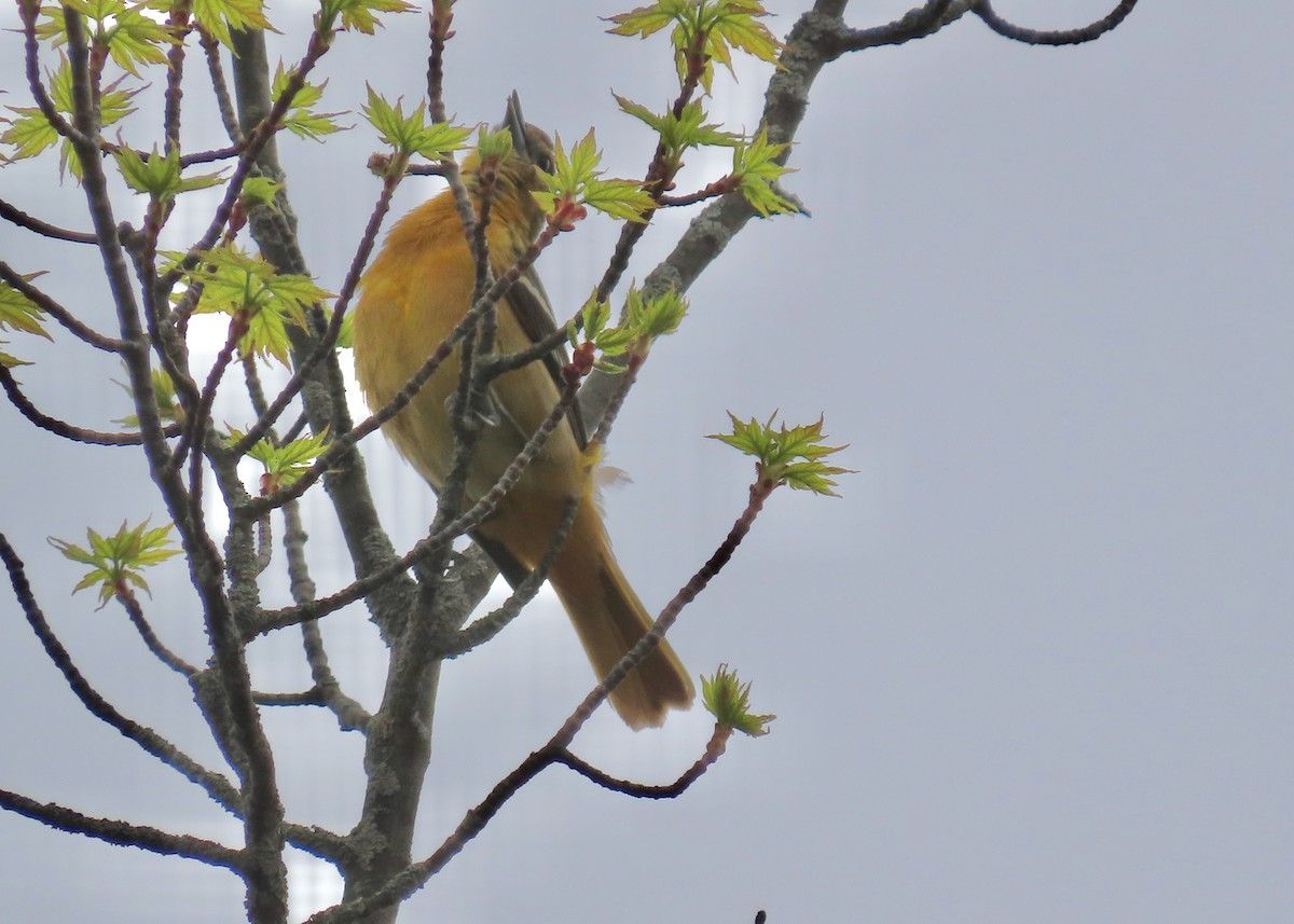 Baltimore Oriole - ML635236779