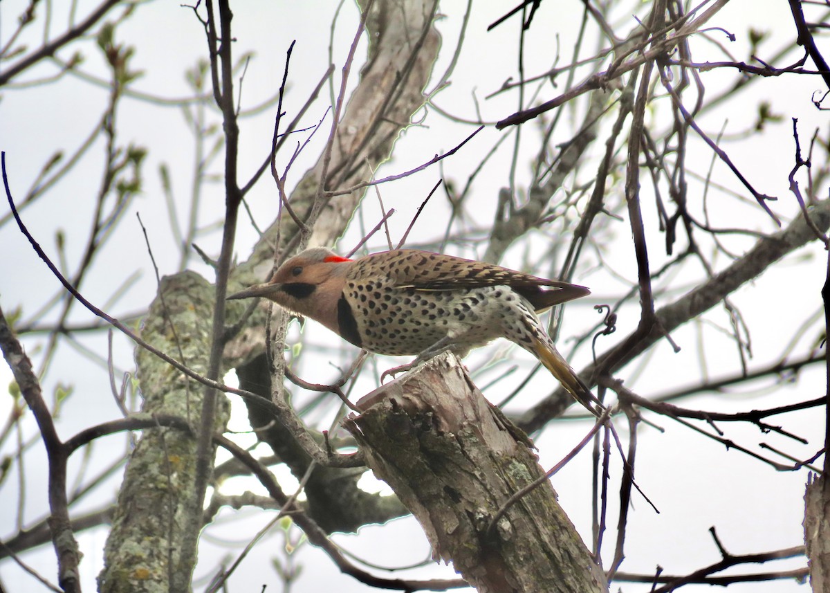 Northern Flicker - ML635236885
