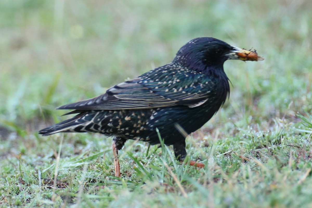 European Starling - ML635236968