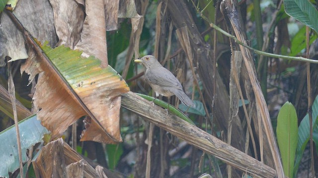 ecuadortrost - ML635236989