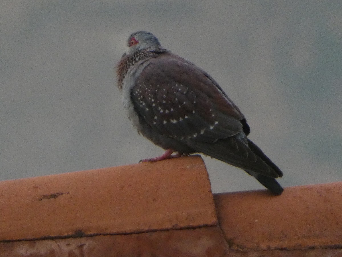 Speckled Pigeon - ML635236992