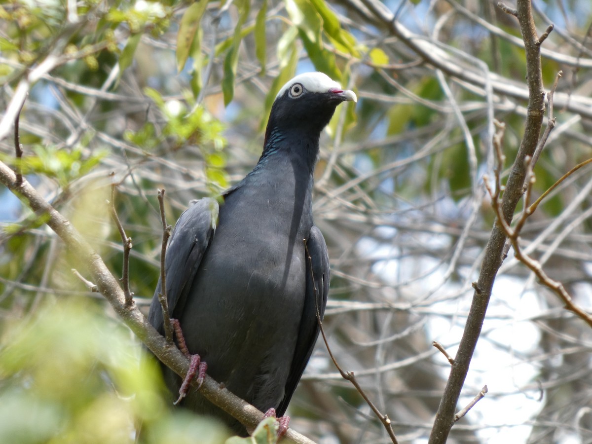 White-crowned Pigeon - ML635237043