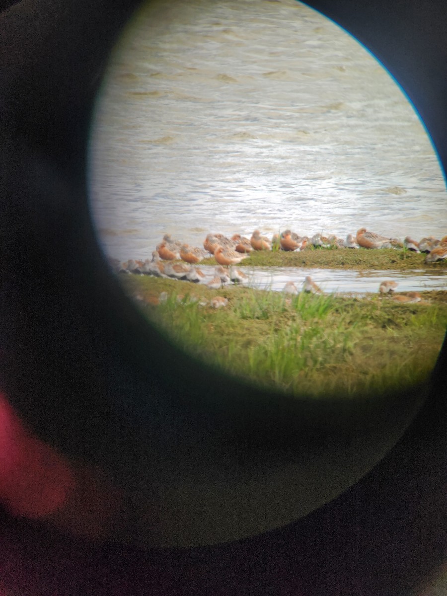 紅腹濱鷸 - ML635237136