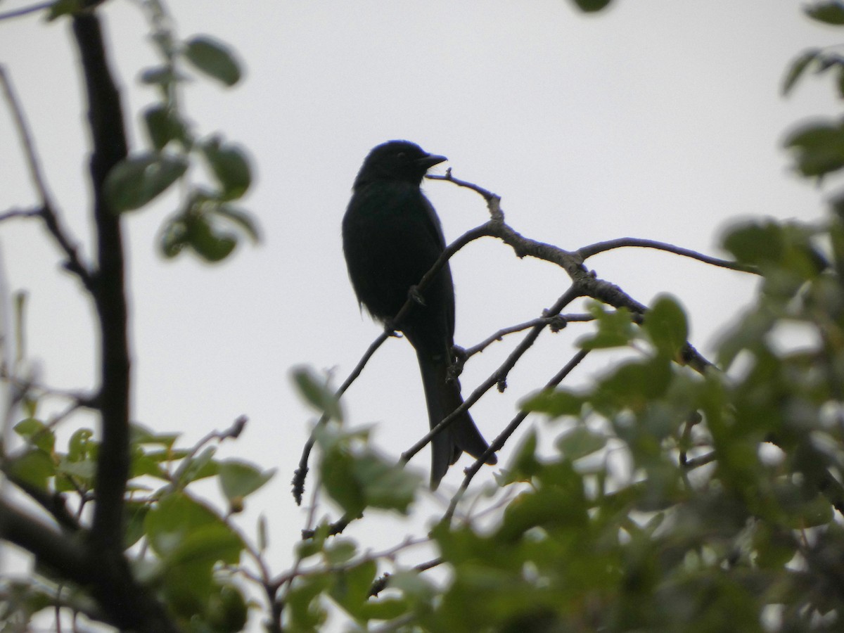 Fork-tailed Drongo - ML635237151