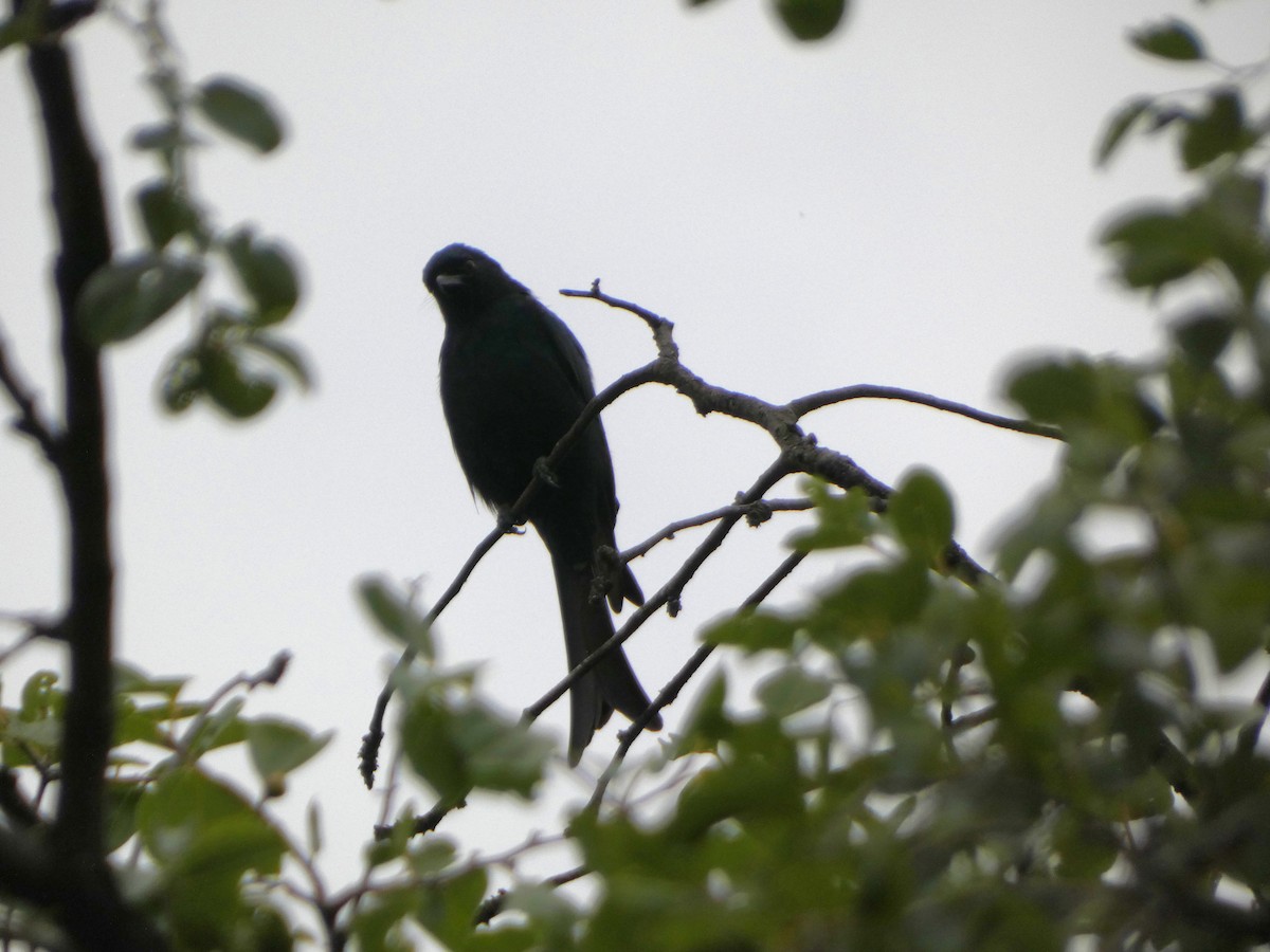Fork-tailed Drongo - ML635237152