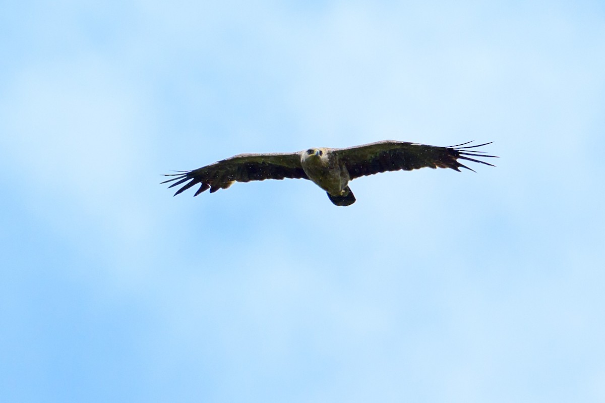 Tawny Eagle - ML635237158