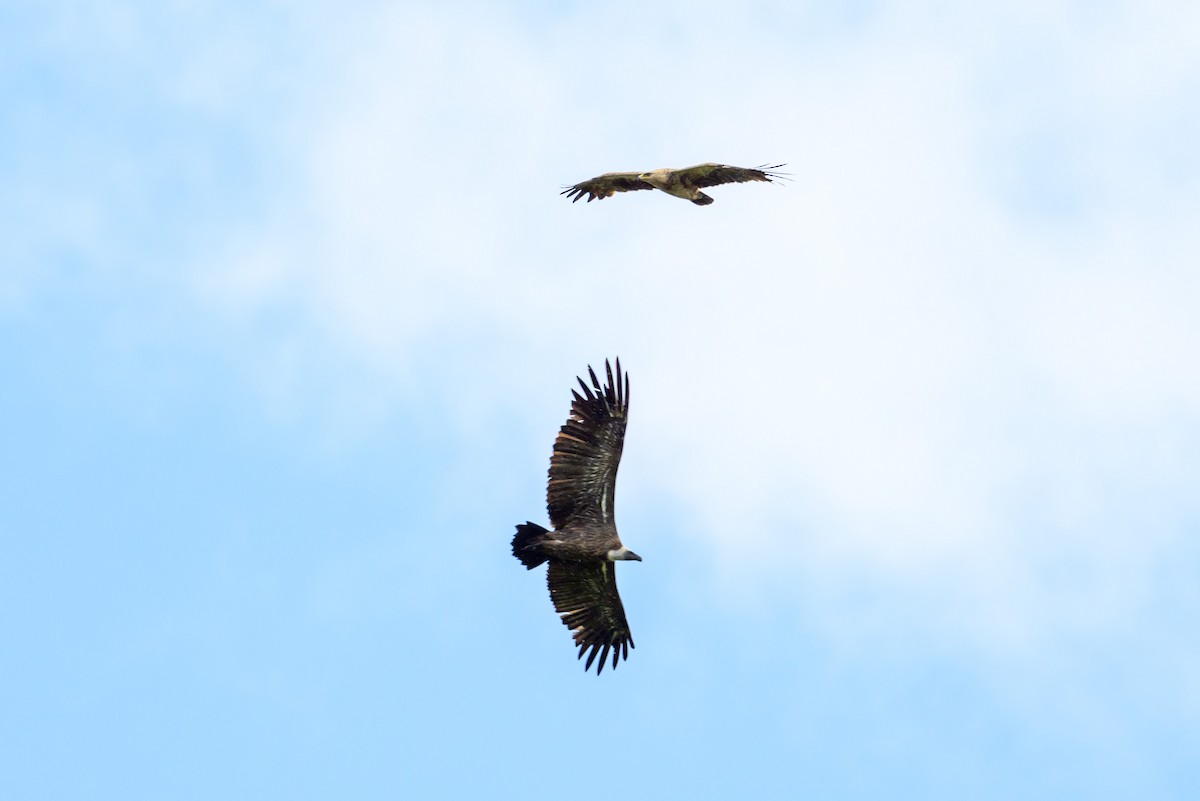 Tawny Eagle - ML635237159