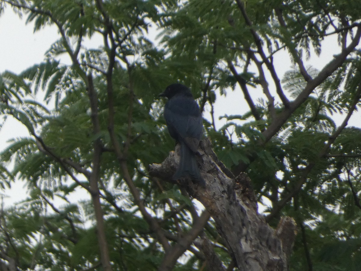 Fork-tailed Drongo - ML635237209