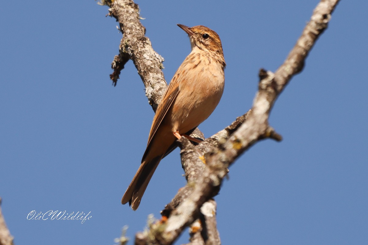Nicholson's Pipit - ML635237242