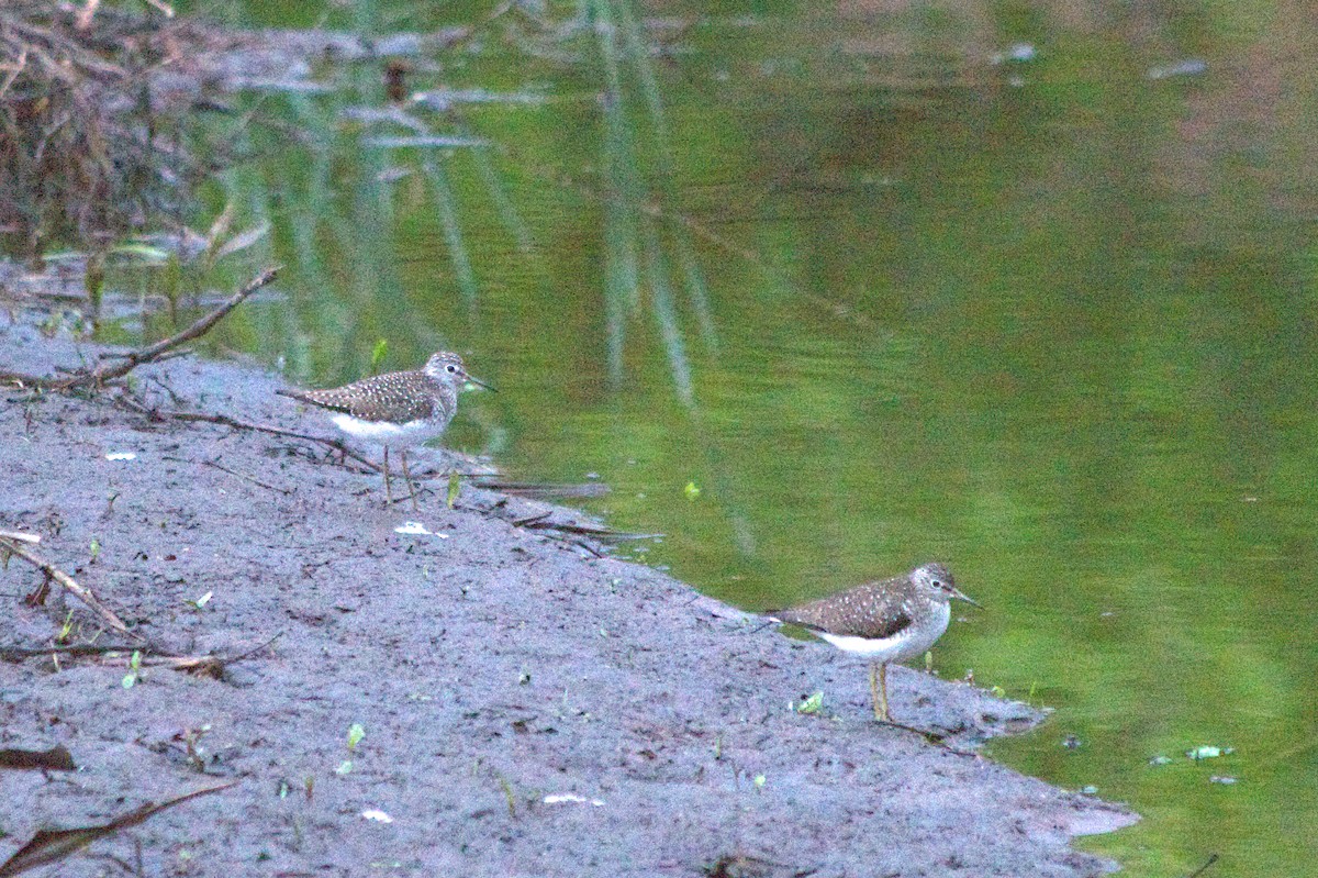 Spotted Sandpiper - ML635237274