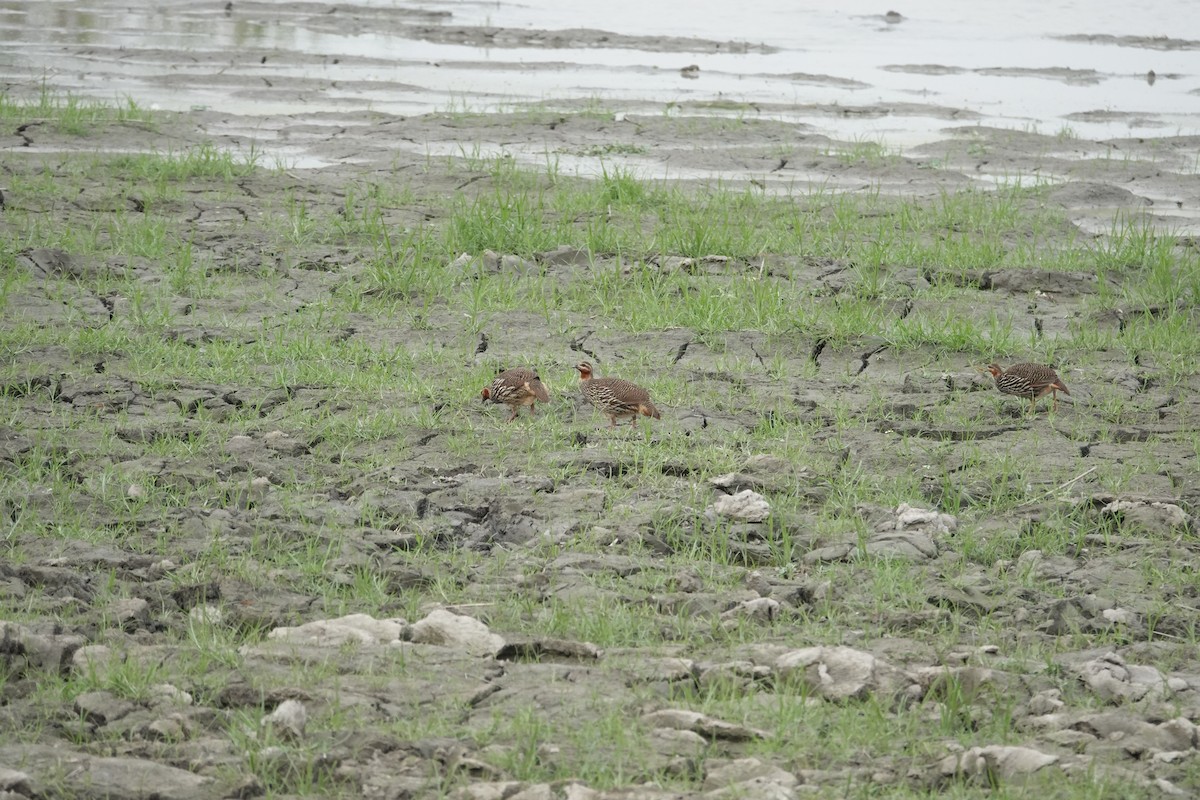Swamp Francolin - ML635237293