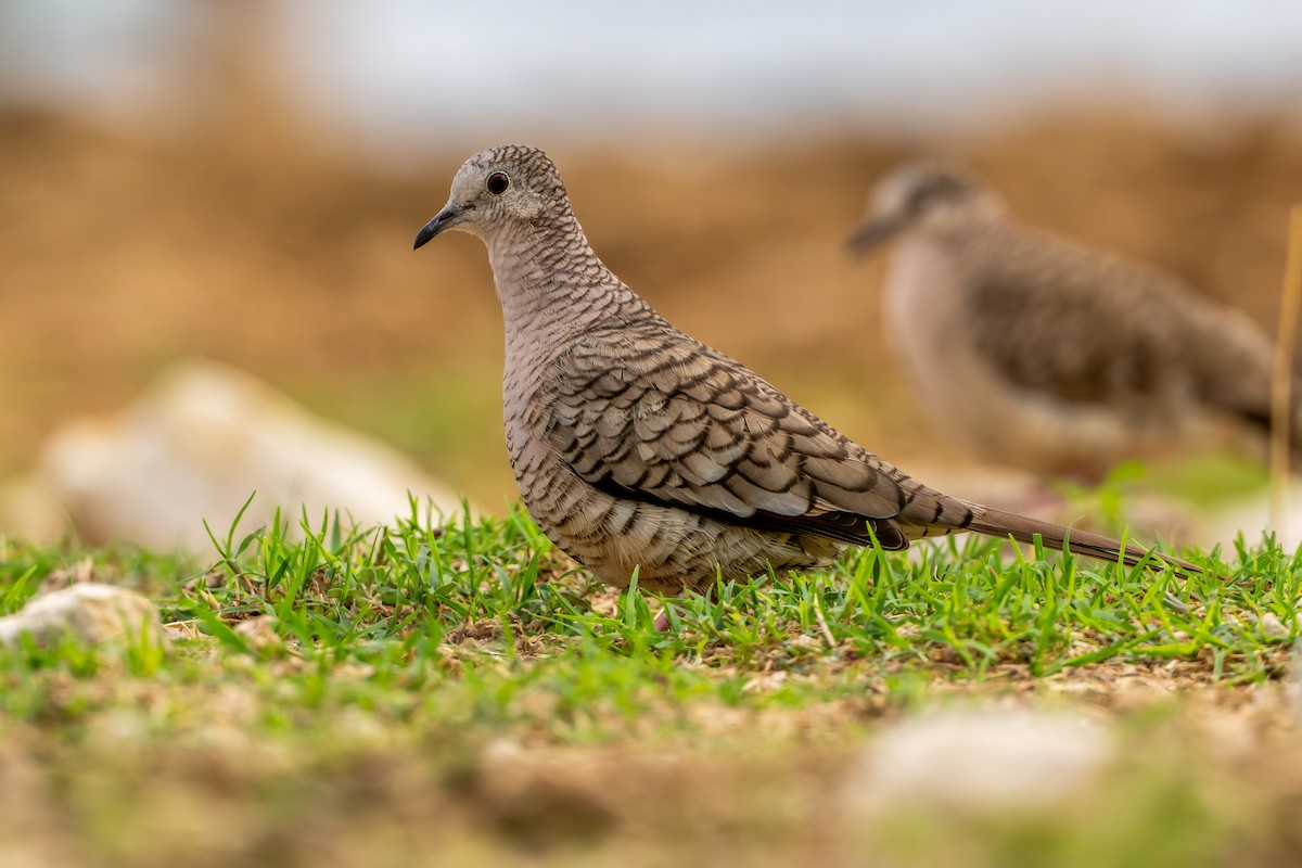 Inca Dove - ML635237321