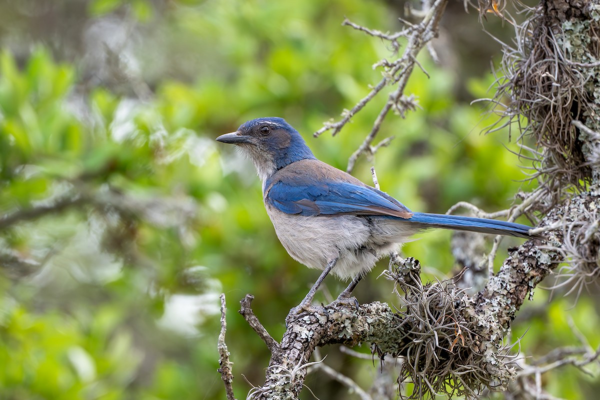 Woodhouse's Scrub-Jay - ML635237329