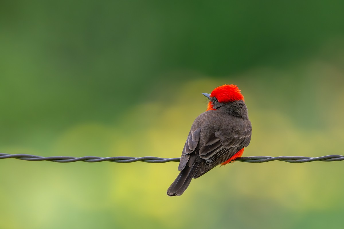Vermilion Flycatcher - ML635237415