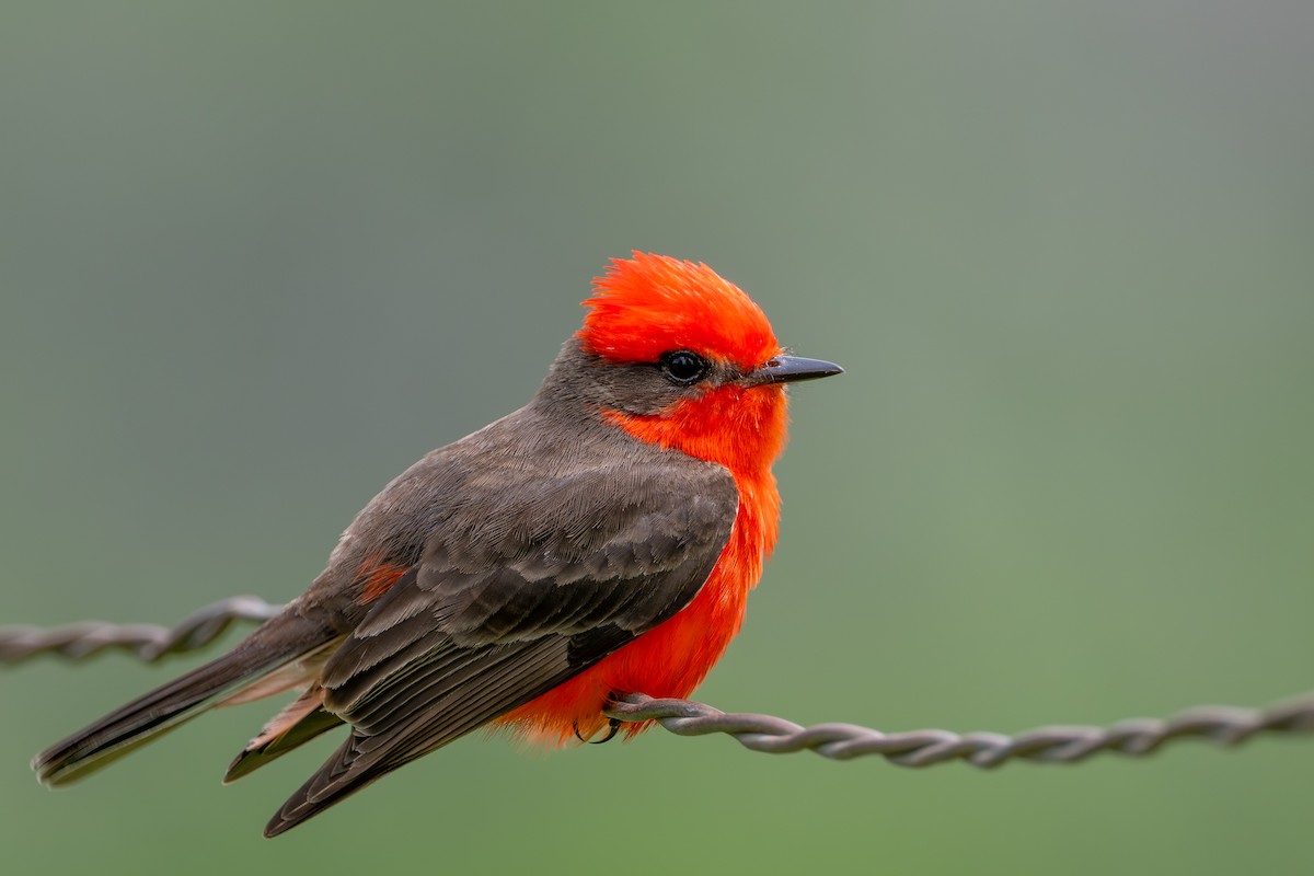 Vermilion Flycatcher - ML635237416