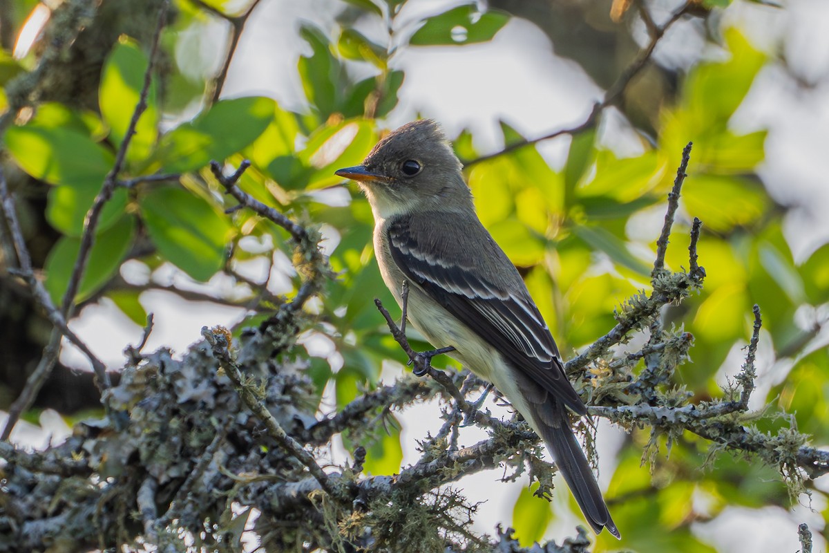 Eastern Wood-Pewee - ML635237428