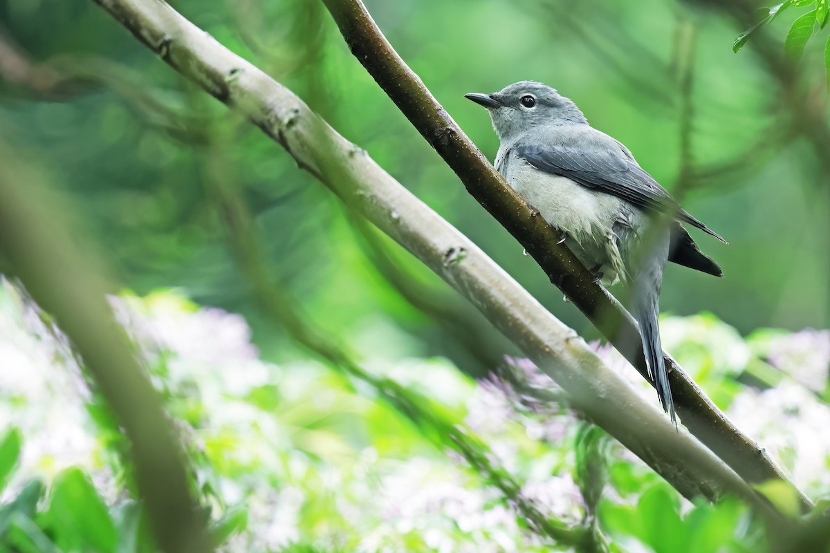 Black-winged Cuckooshrike - ML635237467