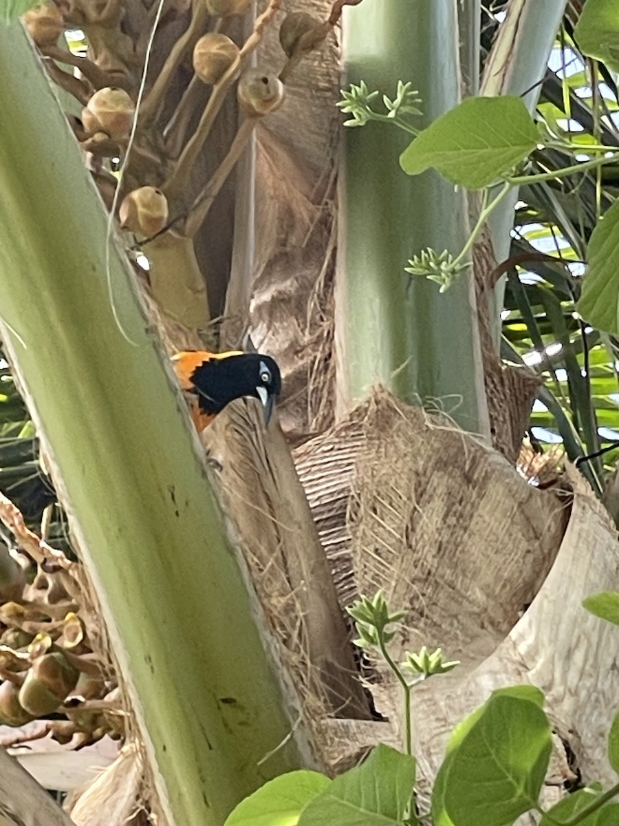 Venezuelan Troupial - ML635237479