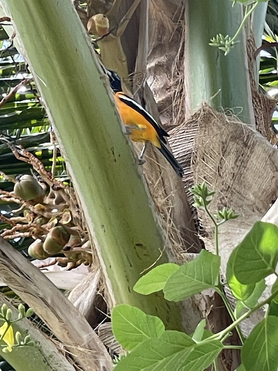 Venezuelan Troupial - ML635237480