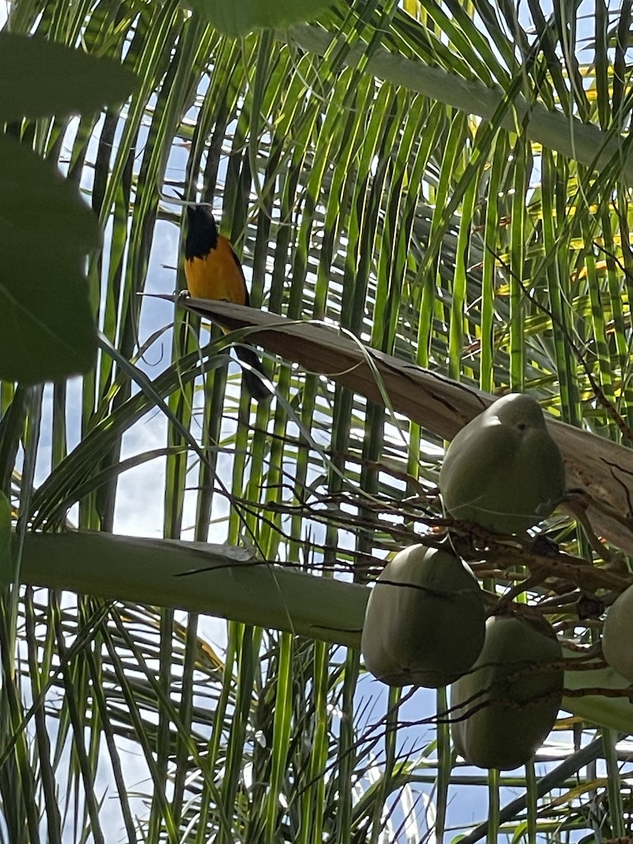 Venezuelan Troupial - ML635237482