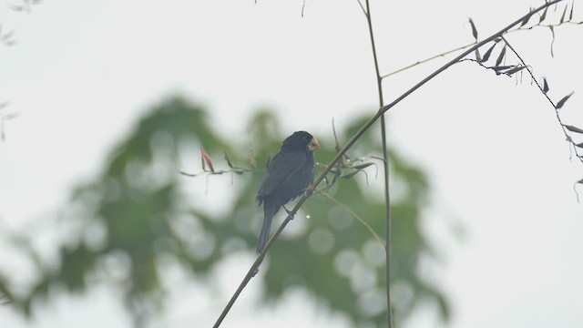 Large-billed Seed-Finch - ML635237525