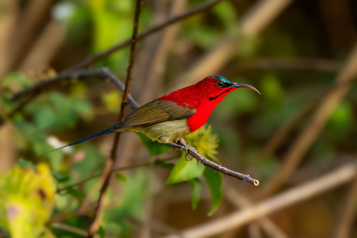 Crimson Sunbird - ML635237641