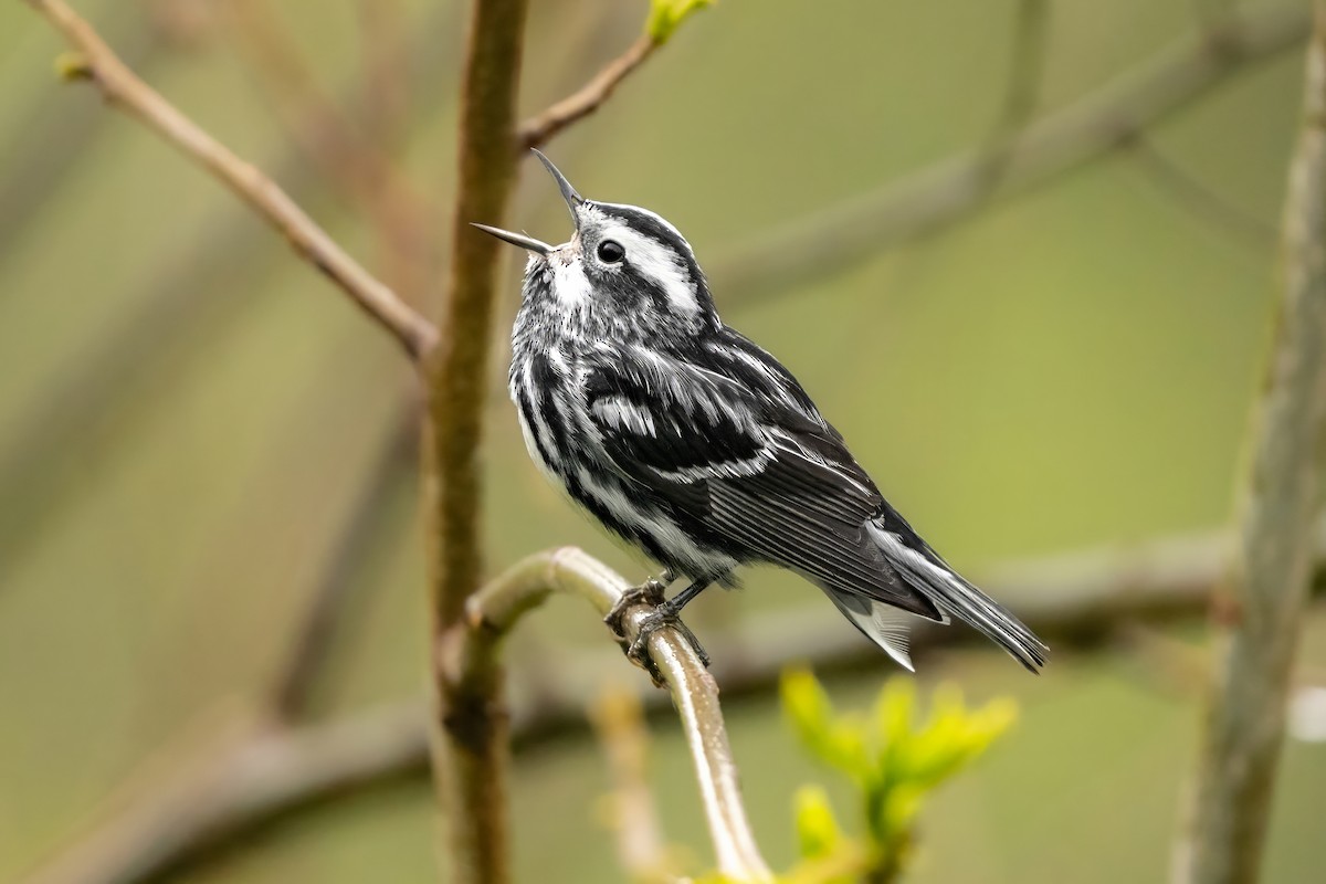 Black-and-white Warbler - ML635237647