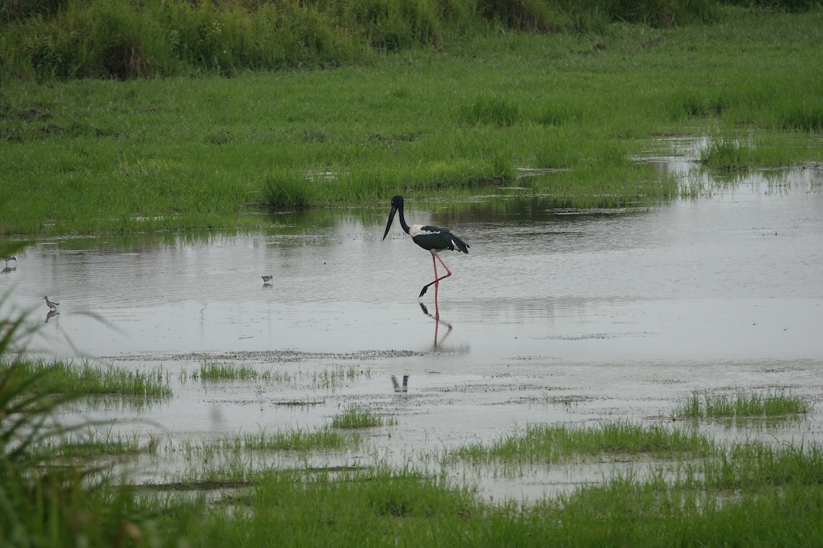 Black-necked Stork - ML635237731
