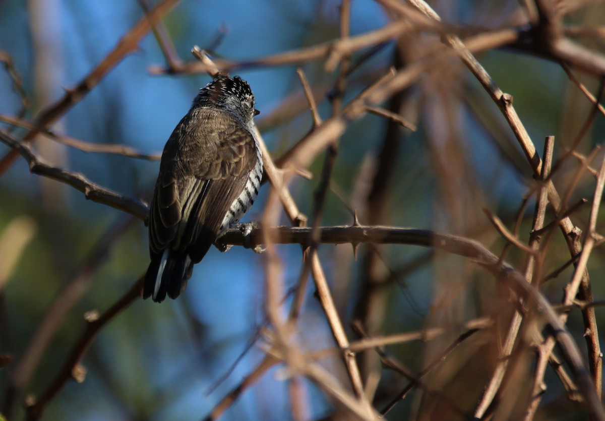 White-barred Piculet - ML635237748