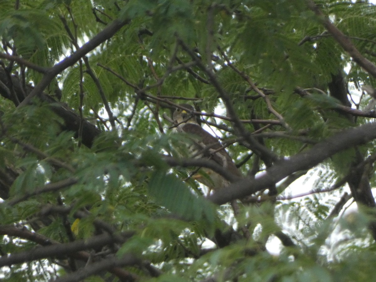 Aerospiza, Tachyspiza, Accipiter ou Astur sp. - ML635237854