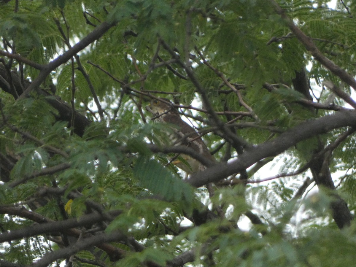 Aerospiza, Tachyspiza, Accipiter ou Astur sp. - ML635237856